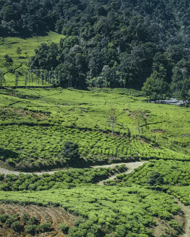 a green field with trees