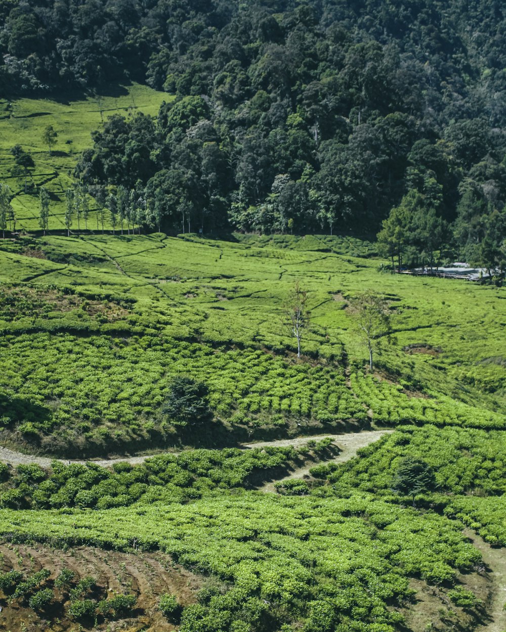 a green field with trees