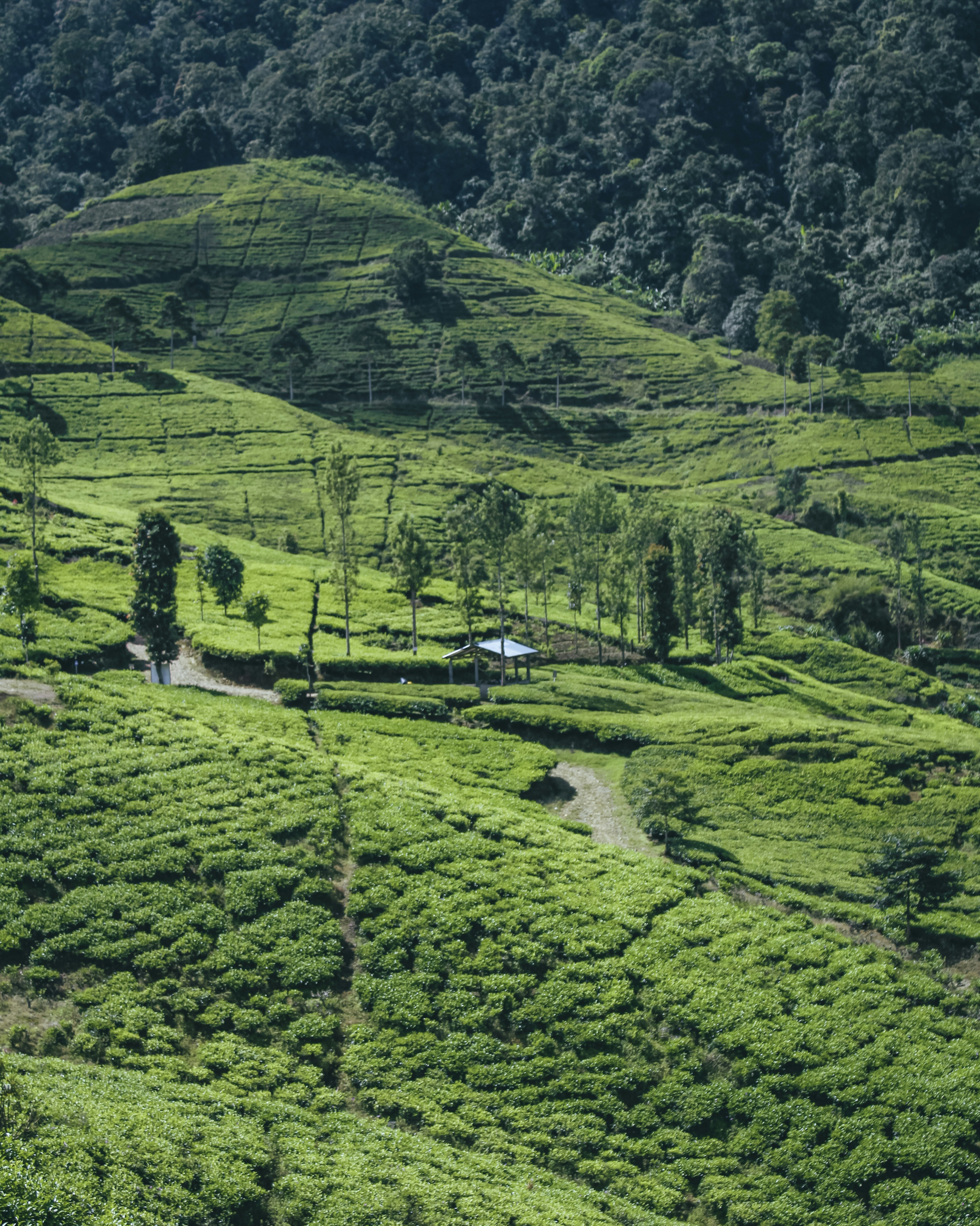 Photo by alvianhasby