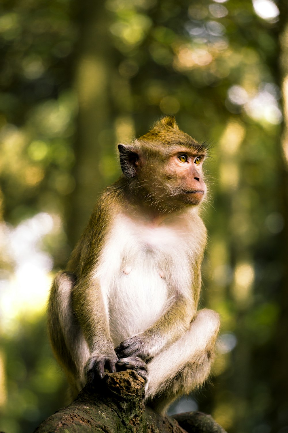 a monkey sitting on a tree branch