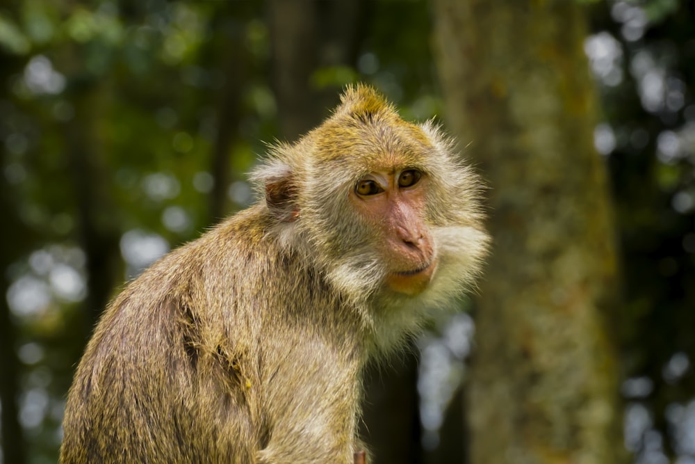 a monkey with a yellow face