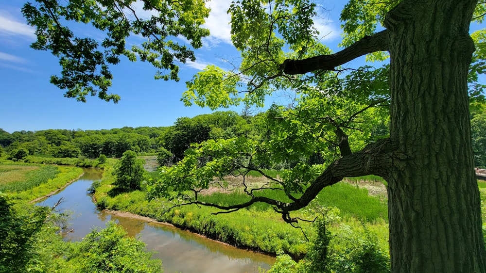 a tree next to a river