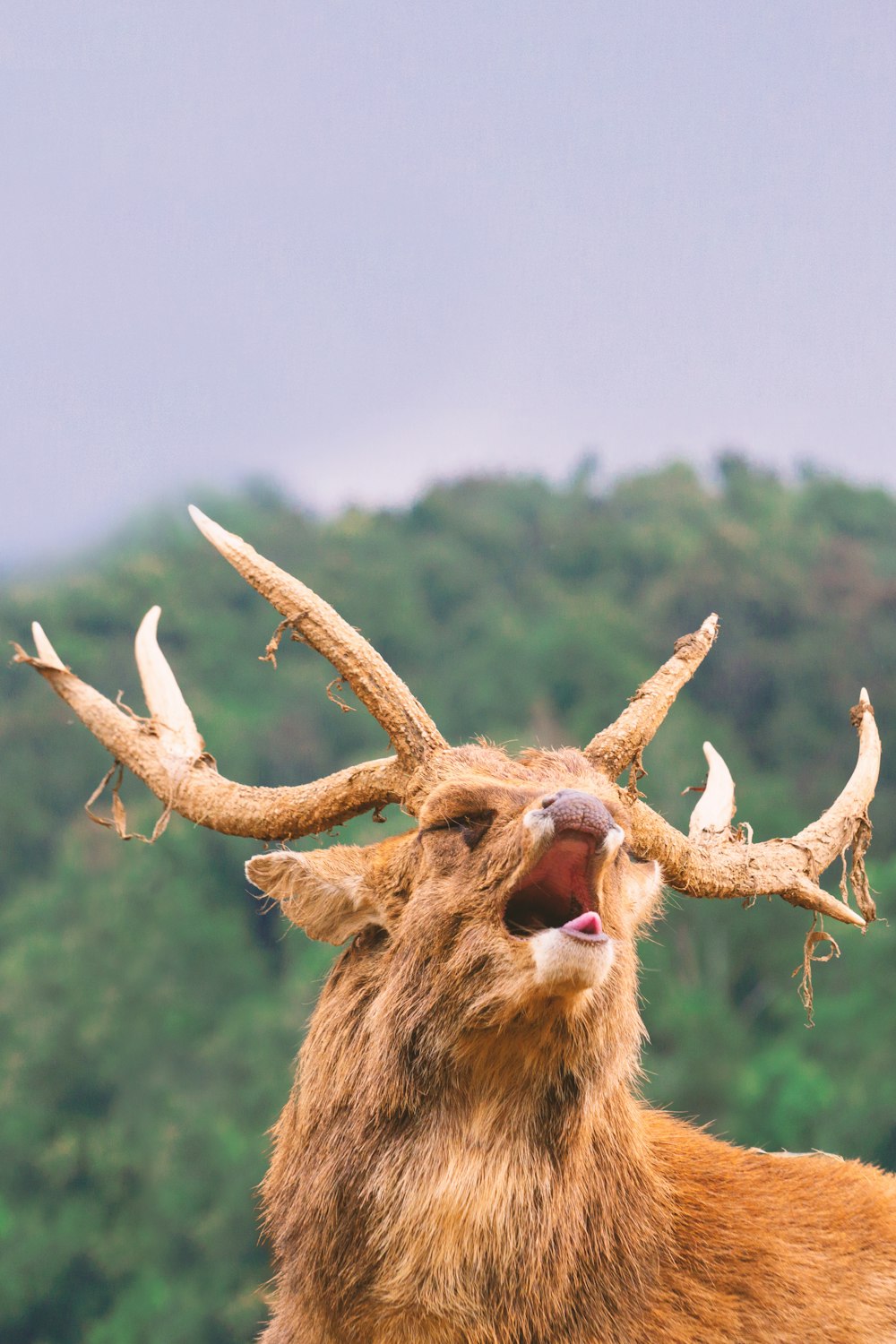 a deer with antlers