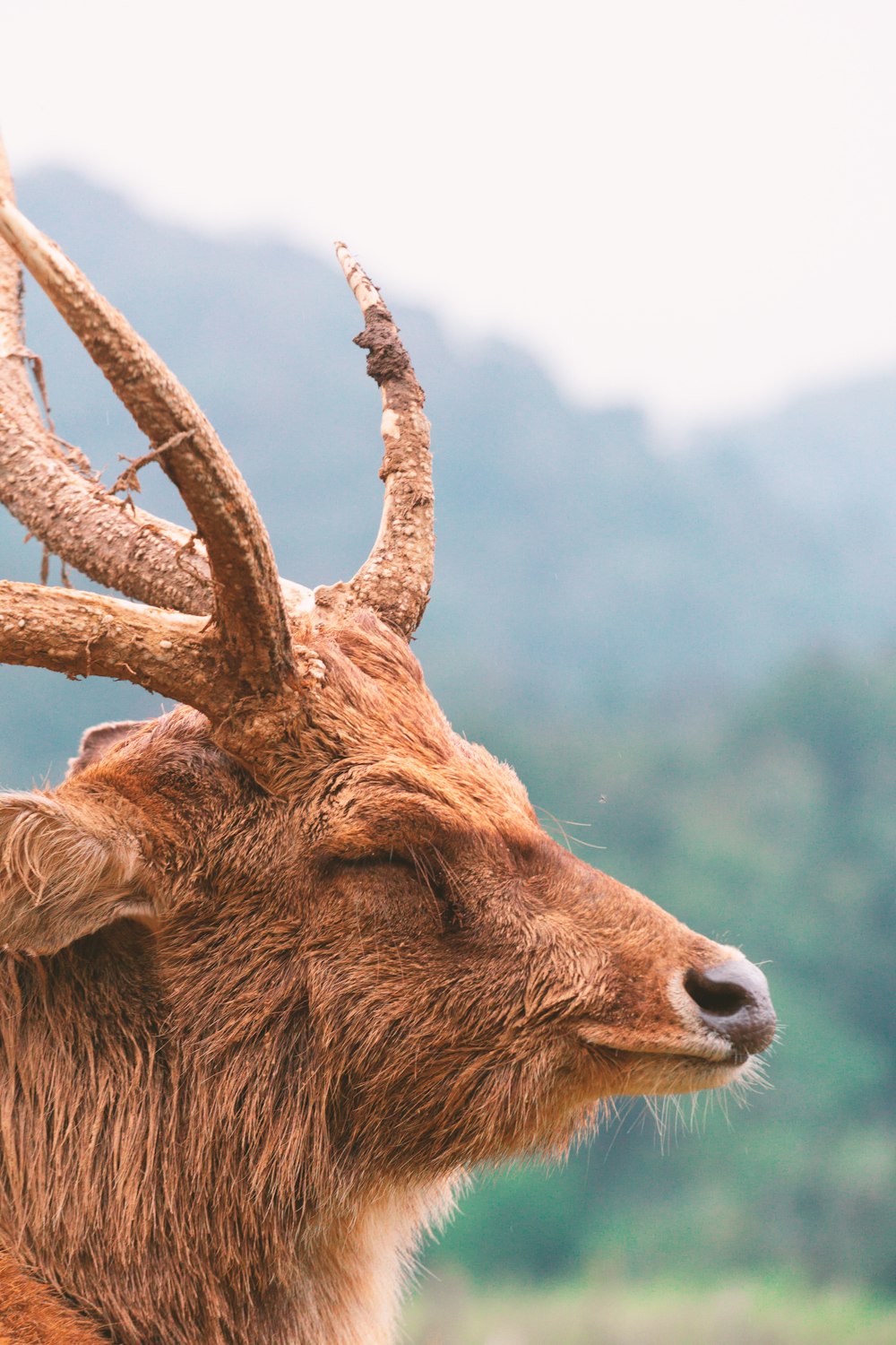 a close up of a deer