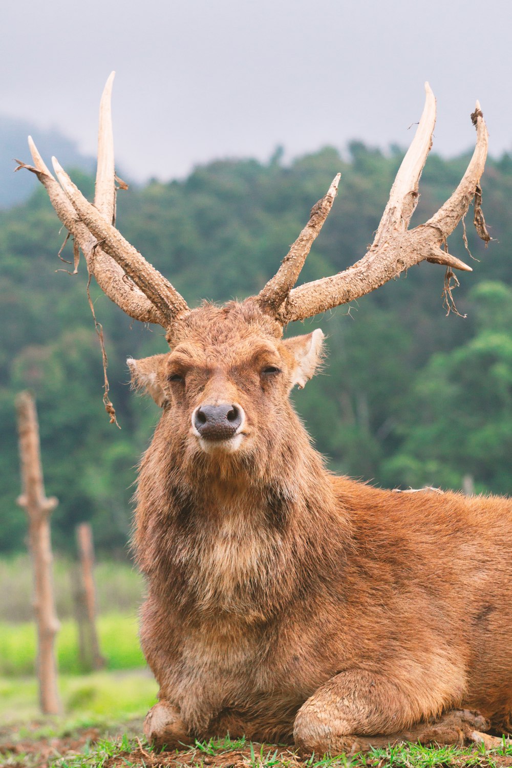 a deer with antlers