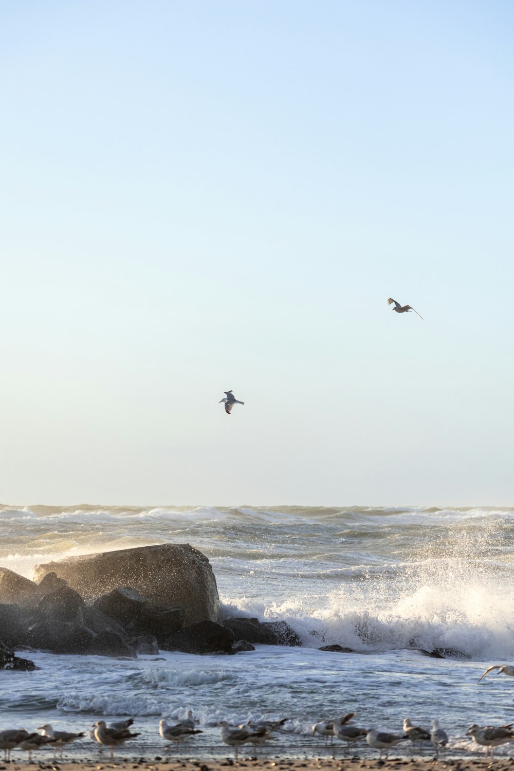 Aves volando sobre el océano