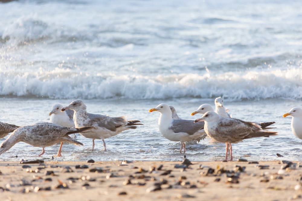 a group of seagulls on a beach