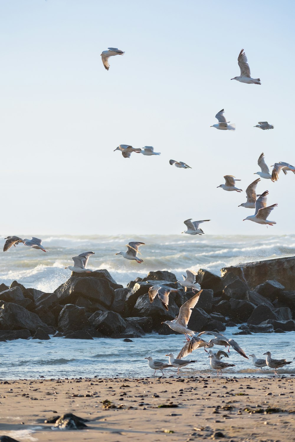 a flock of birds flying over a beach