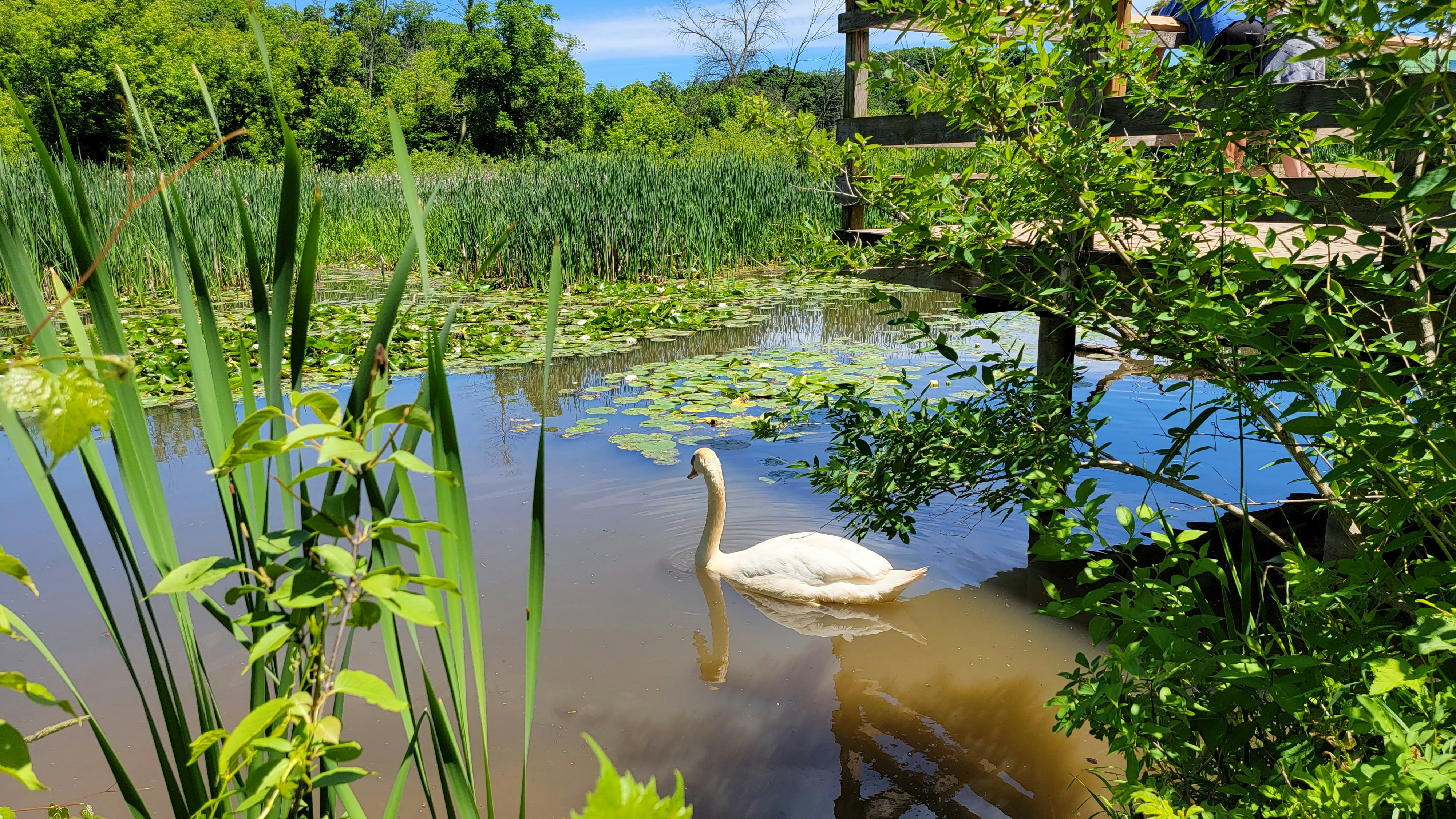 a swan in a pond
