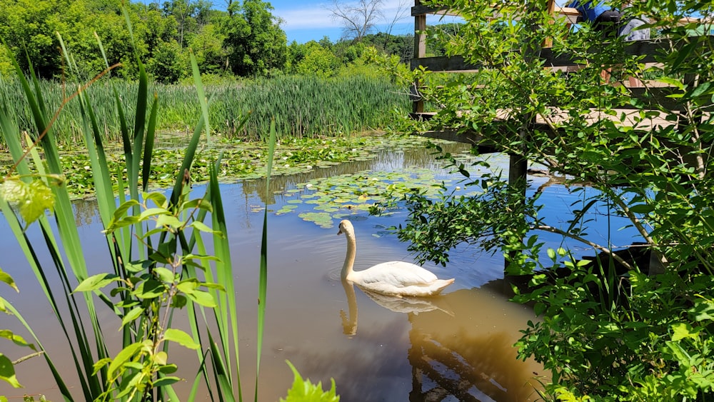 a swan in a pond