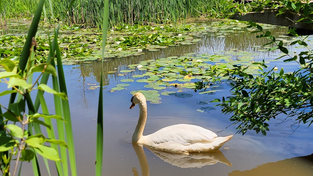 a swan swimming in a pond