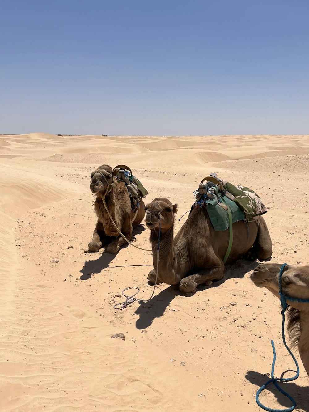 a group of camels in the desert
