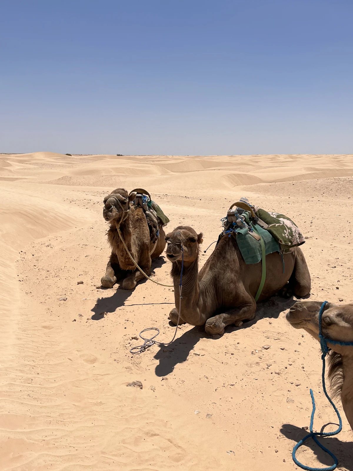 Oasis & Star Wars — Djerba à Tozeur, 2 jours