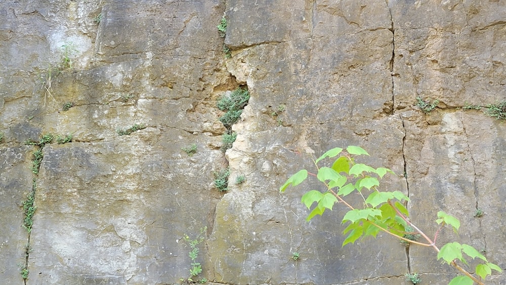 a plant growing in a crack in a rock wall