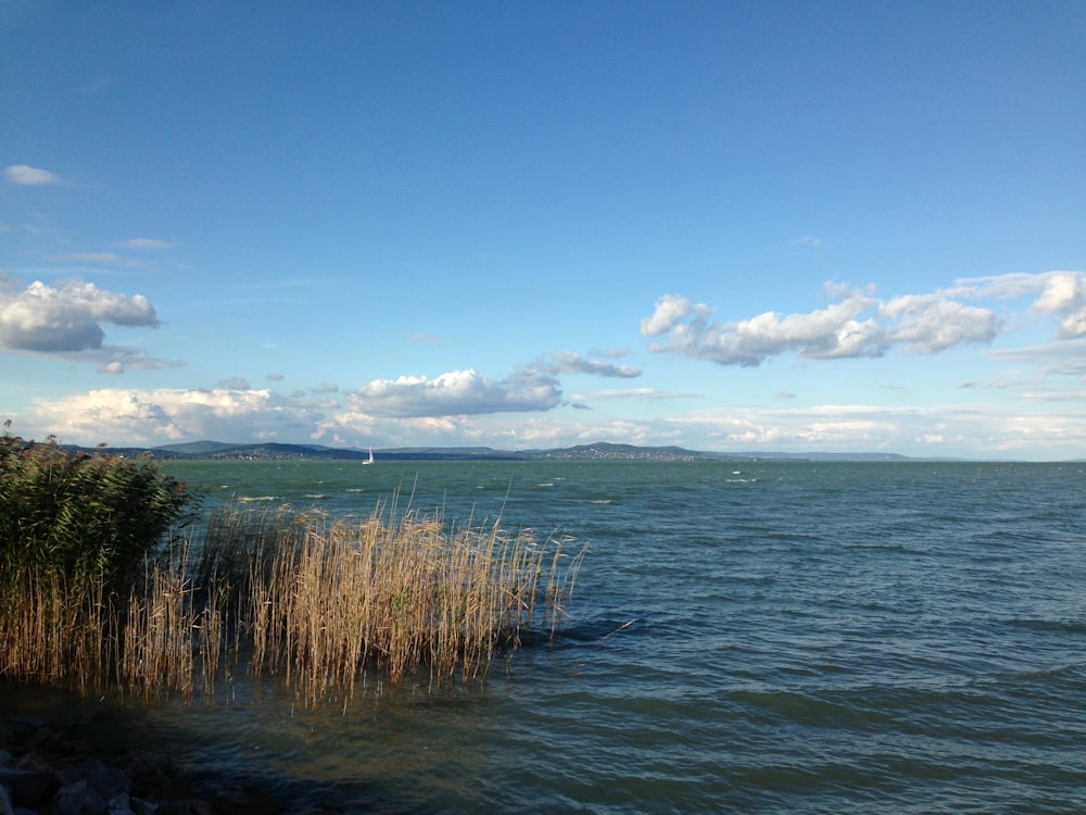 a body of water with trees and a land with clouds in the sky