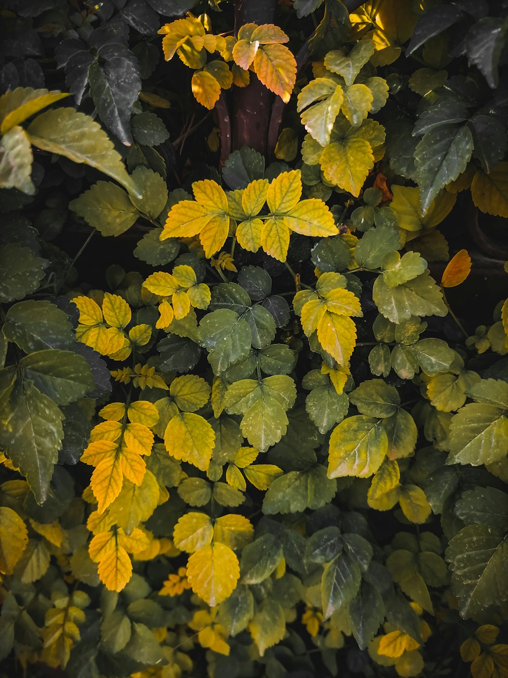 a group of yellow flowers