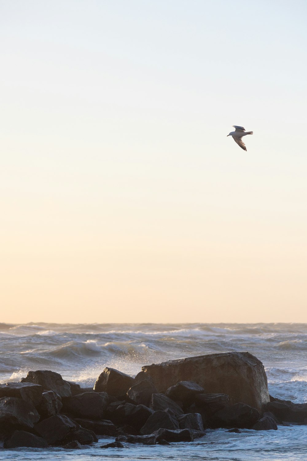 a bird flying over a rocky beach