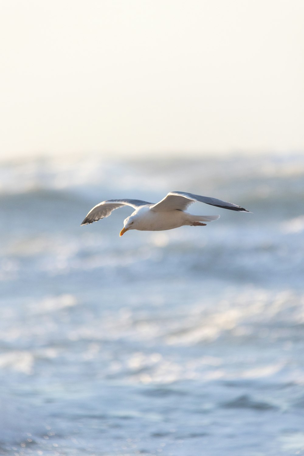 a seagull flying over the ocean