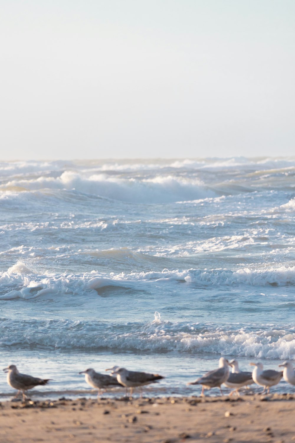 a group of birds on a beach