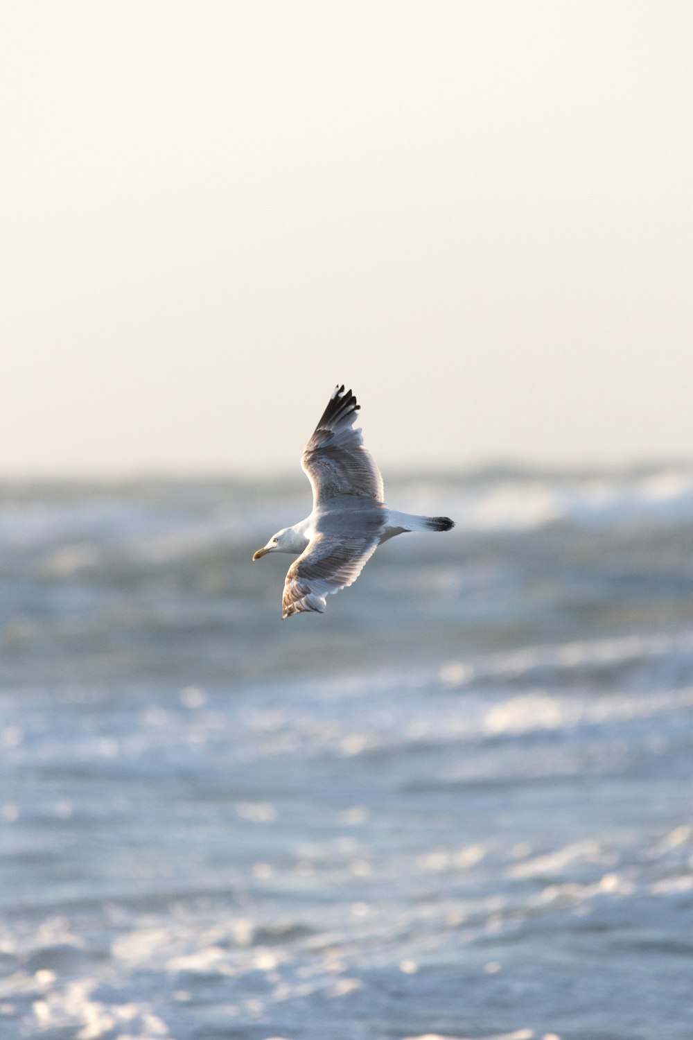 a bird flying over water