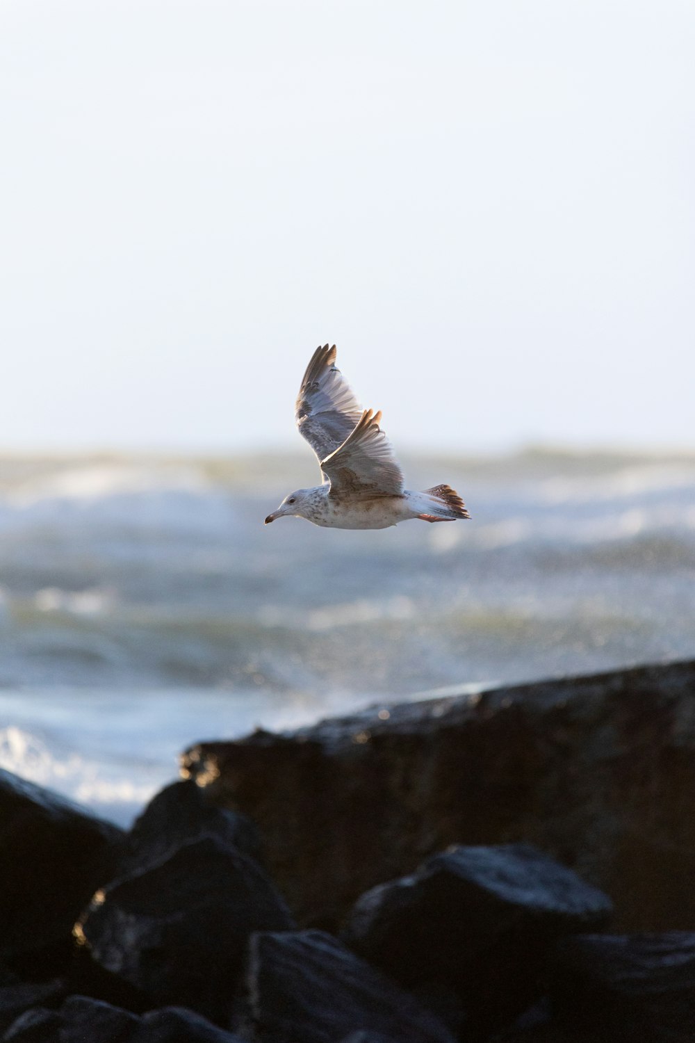 a bird flying over rocks