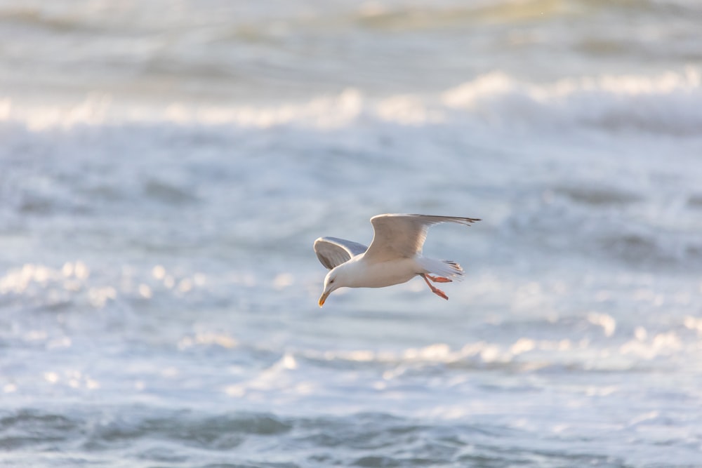 a bird flying over the ocean