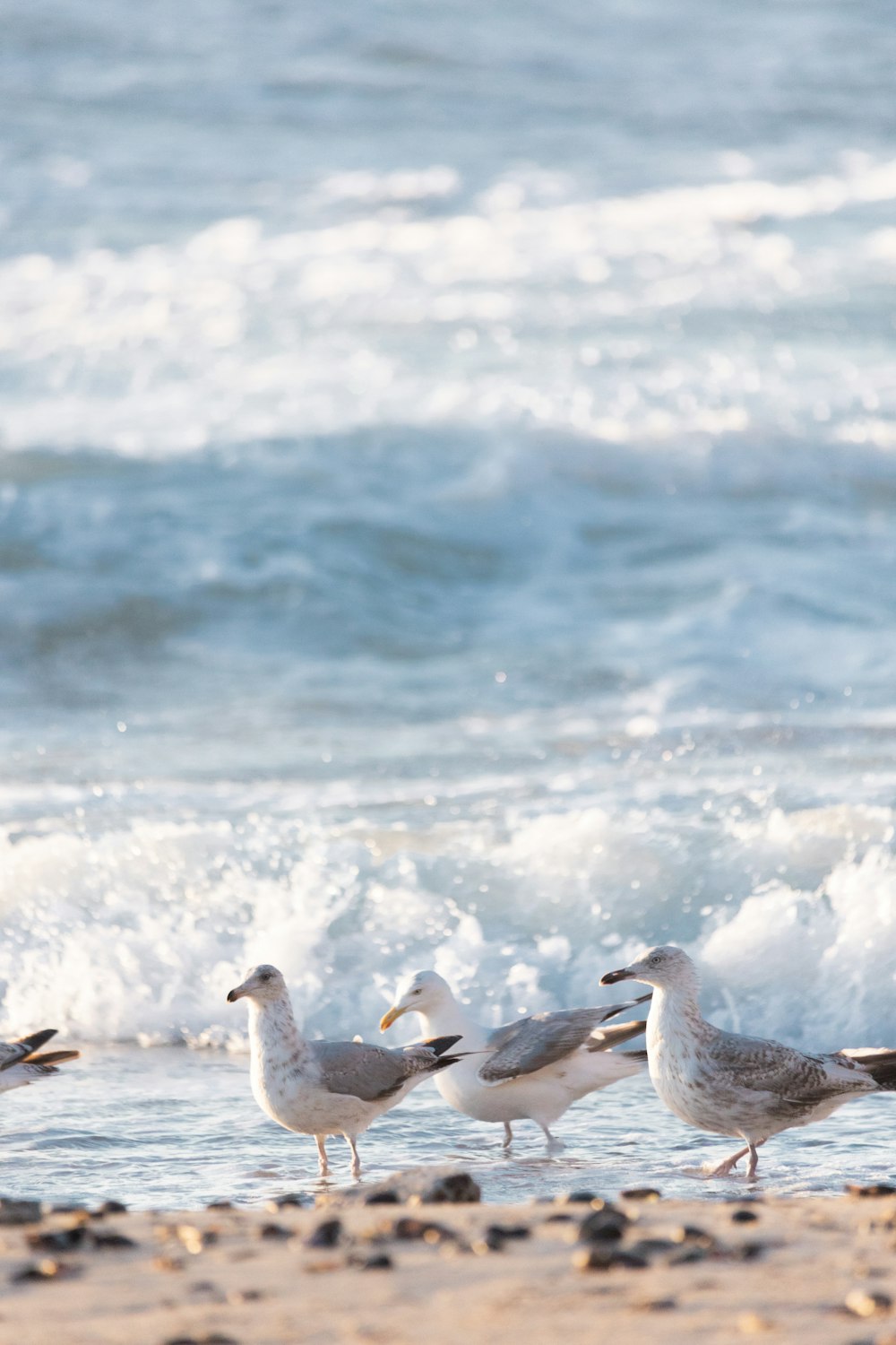 birds on the beach