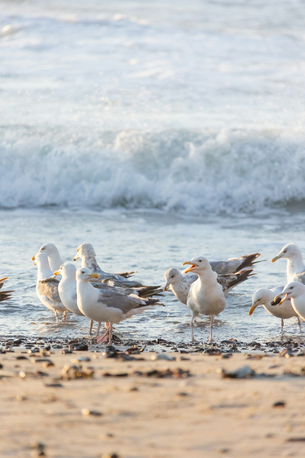 a group of seagulls on a beach
