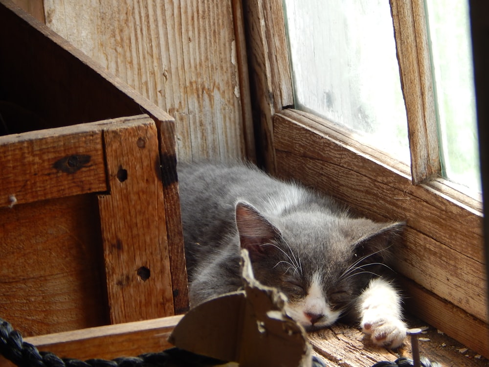 a cat sleeping on a window sill