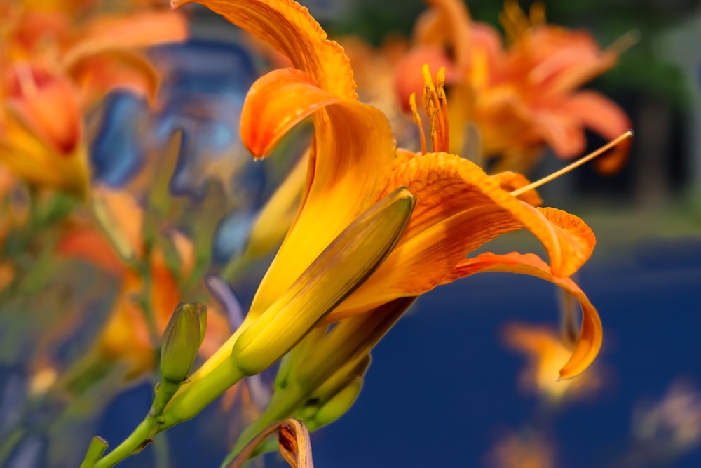 a close up of a flower