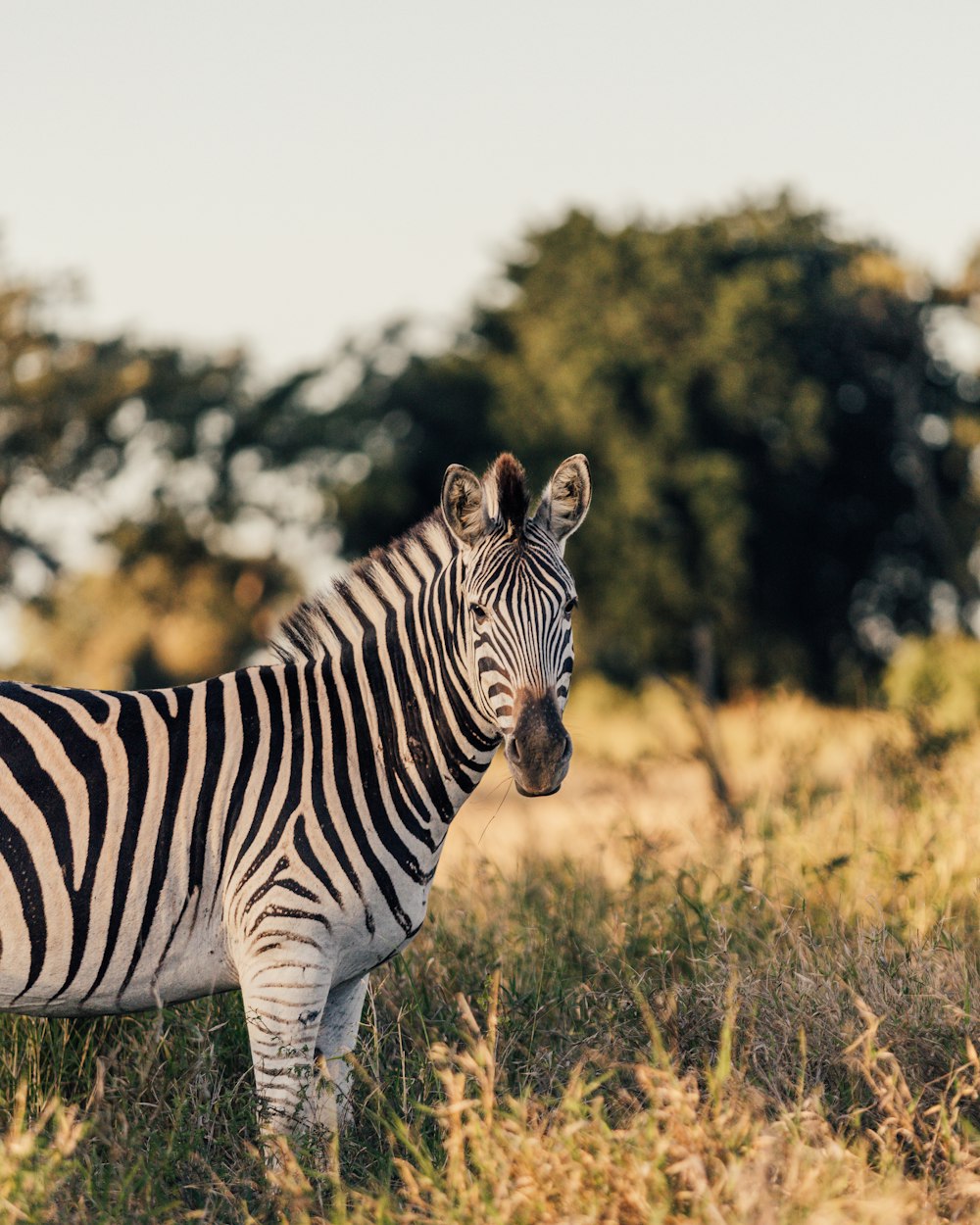 a zebra standing in a field