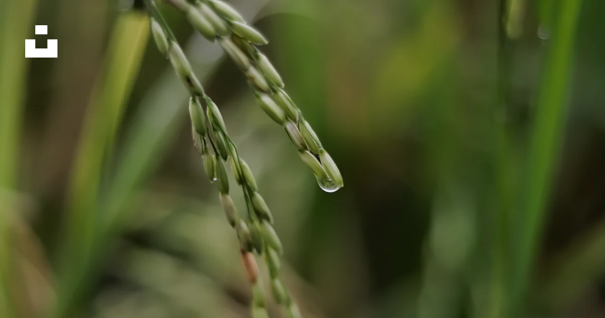 Single Rice Leaf A close up of a plant photo – Free Rice seeds Image on Unsplash