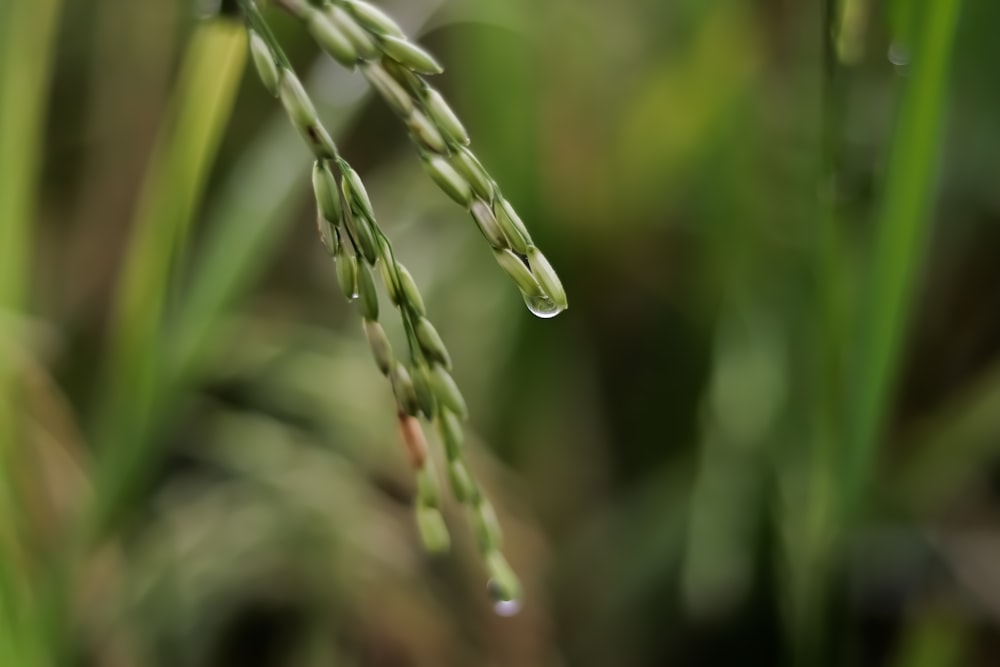 a close up of a plant