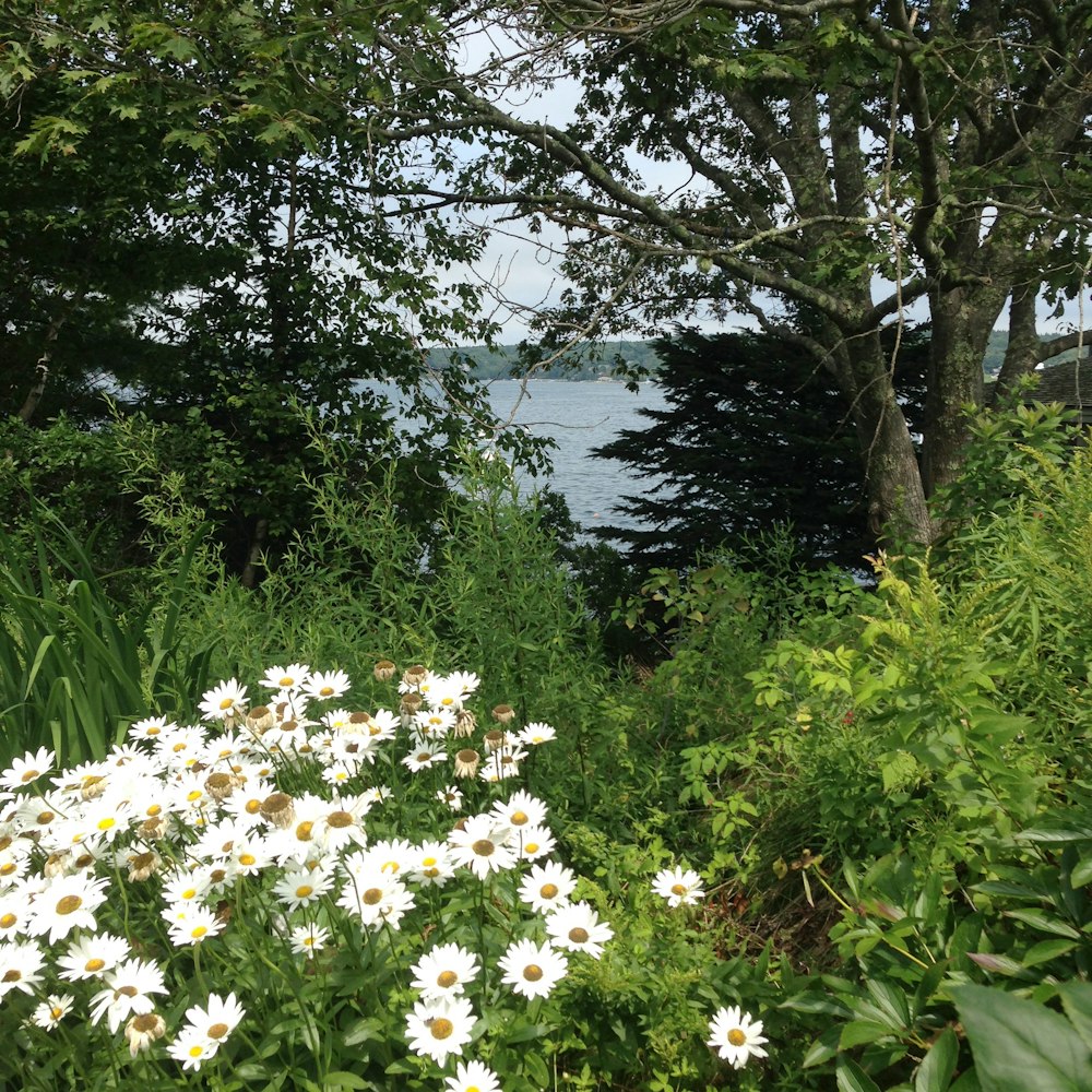 a group of flowers and trees