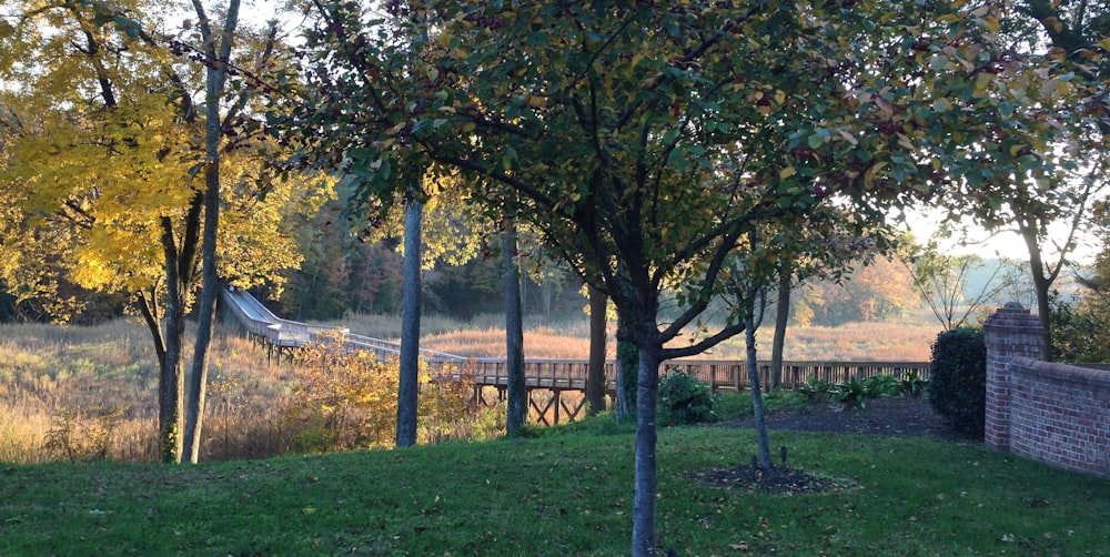 a group of trees in a park