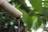 Close-up view of a bamboo pipe with water droplets gently falling from its end. The background is blurred, giving an impression of lush green foliage, possibly large leaves.