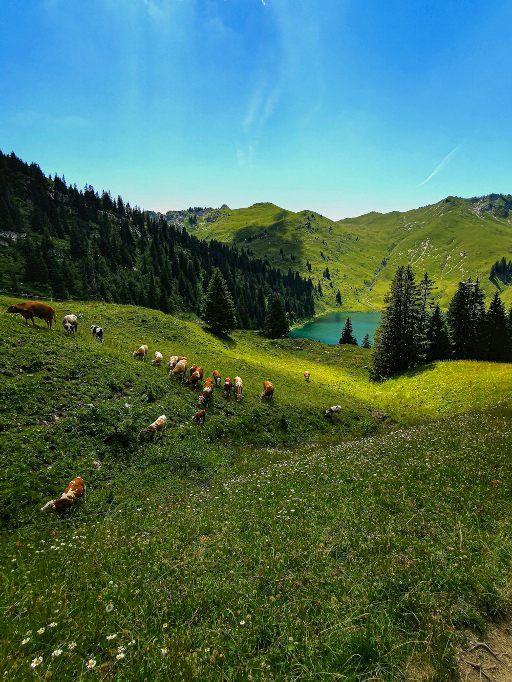 a group of animals grazing on a grassy hill