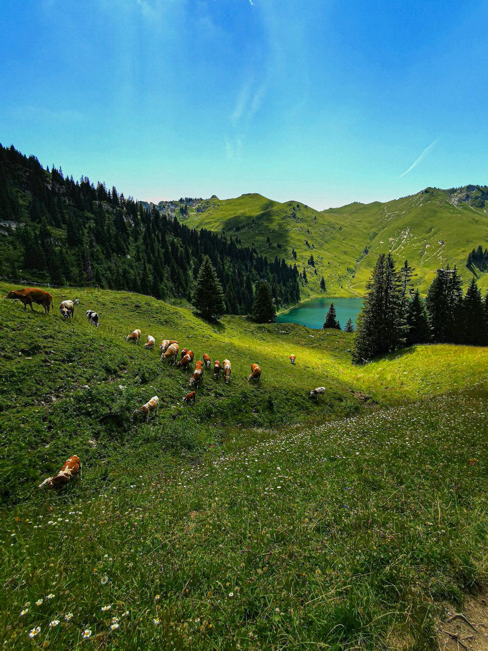 um grupo de animais pastando em uma colina gramada