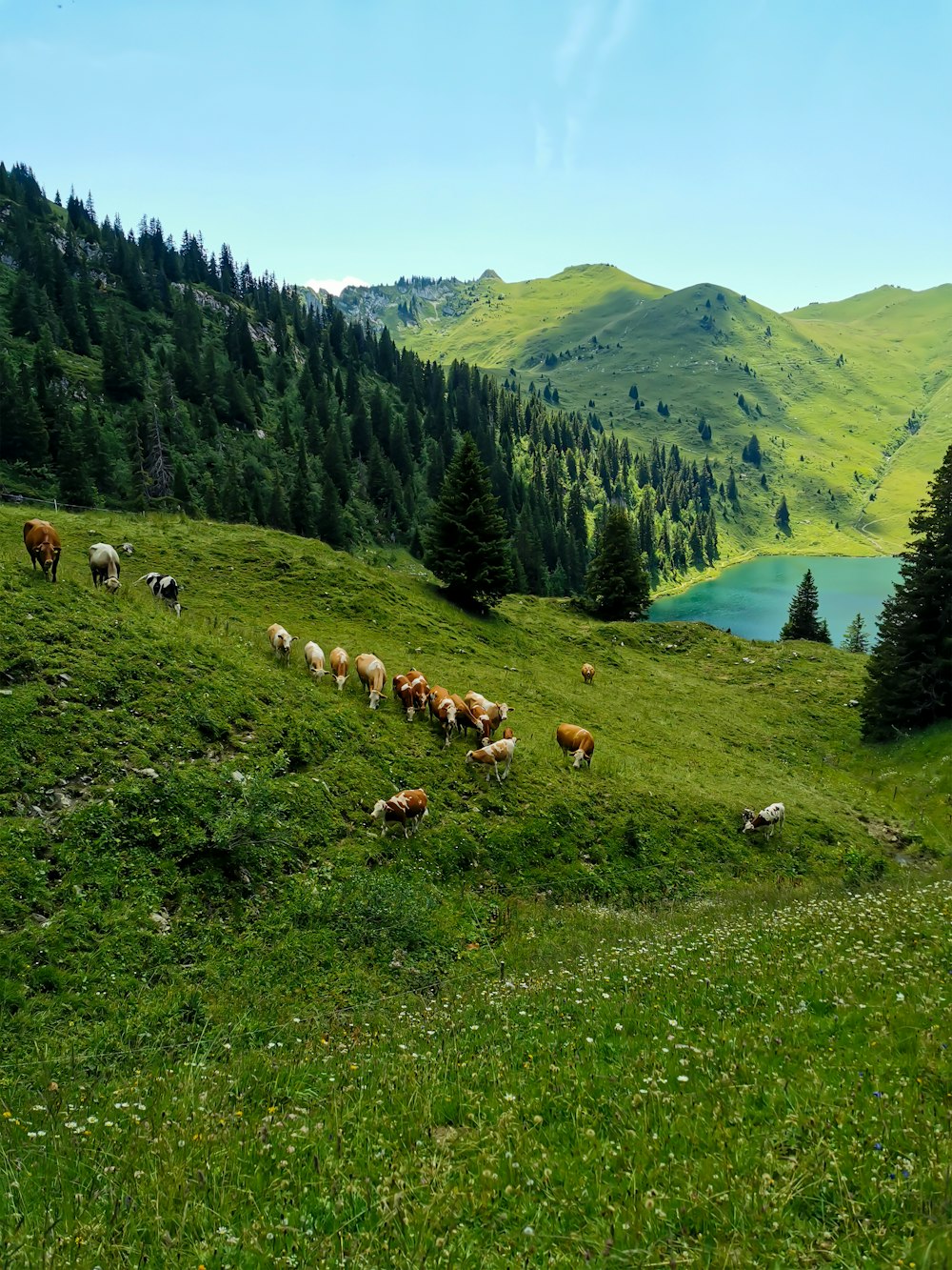 a group of animals stand in a grassy field