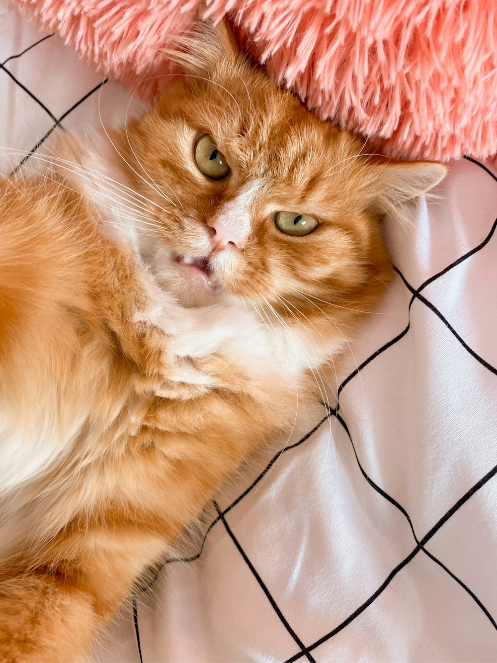 a cat lying on a bed