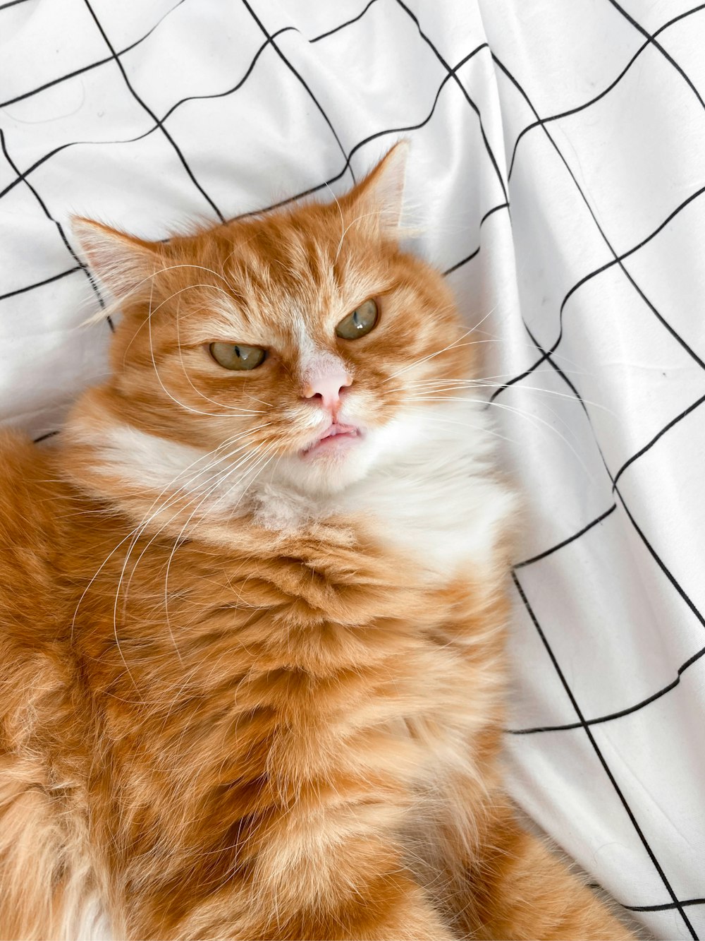 un gatto sdraiato su un letto