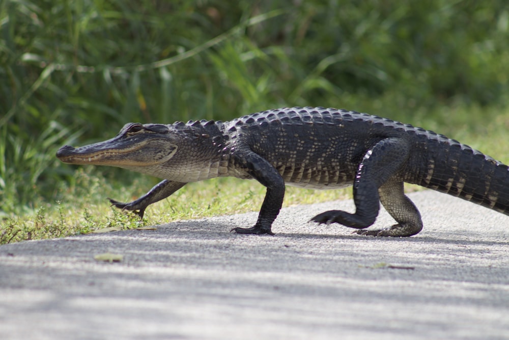 a large reptile walking on a road