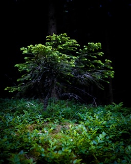 A small, vibrant green tree is illuminated against a dark forest background. The surrounding area is covered with lush ground vegetation, creating a tranquil atmosphere.