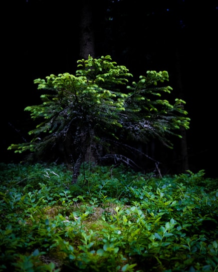 A sleek sensor unit nestled on a mossy tree branch, glowing softly with neon green lights against a dark forest background.