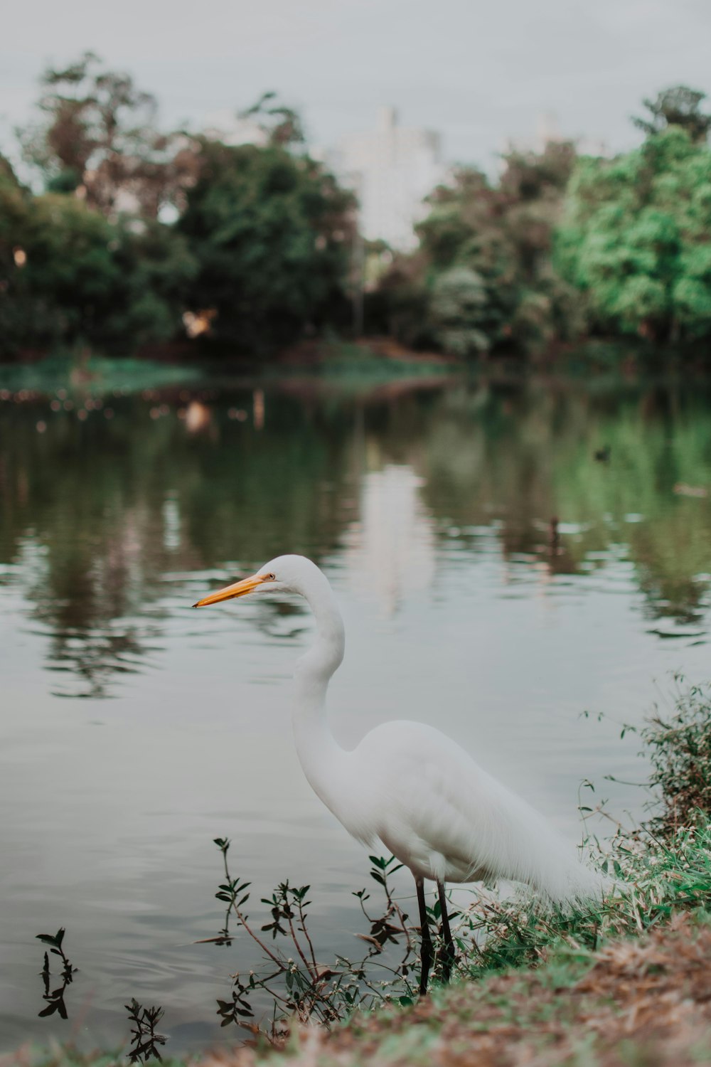 a white bird standing in water