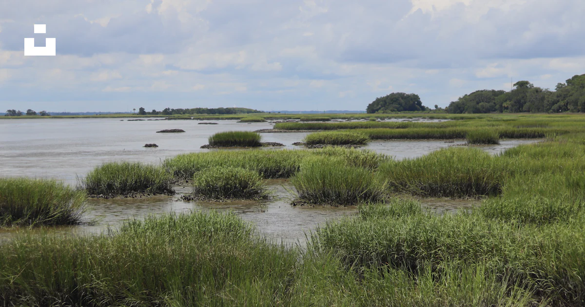 Marshy Inlets A marshy area with small plants photo – Free Land Image on Unsplash