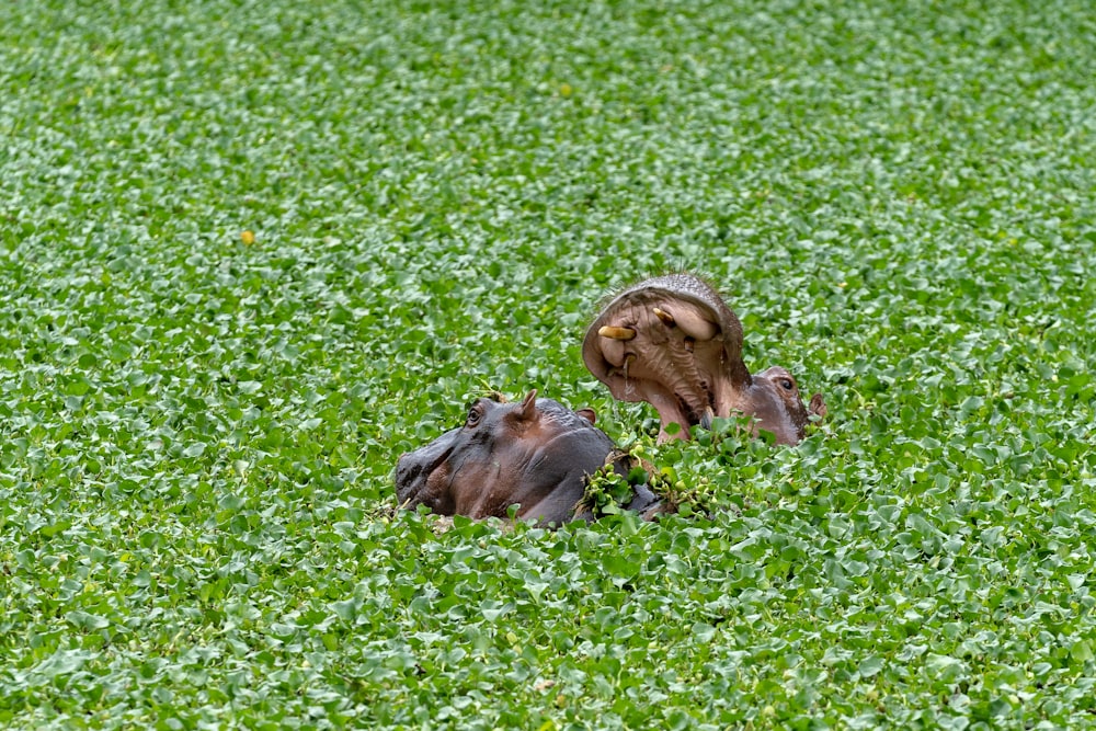 a group of animals lying in the grass