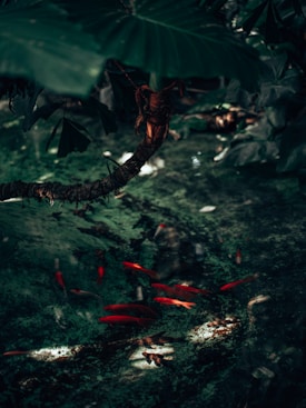 A serene aquatic scene featuring vibrant red fish swimming in clear water under the shade of lush, large green leaves. The water reflects dappled sunlight, creating a tranquil and natural atmosphere.