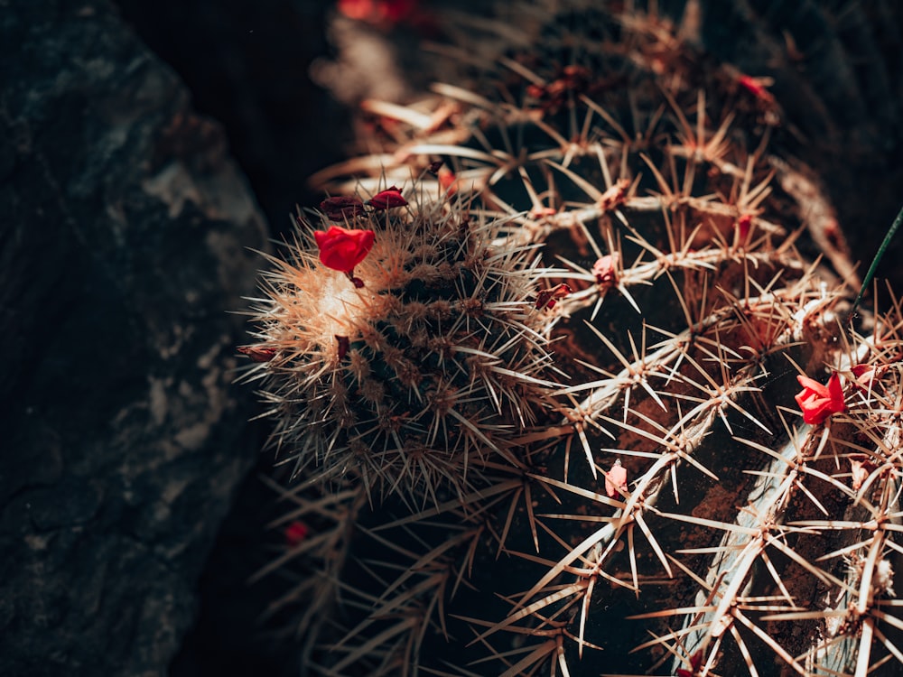 a close up of a cactus