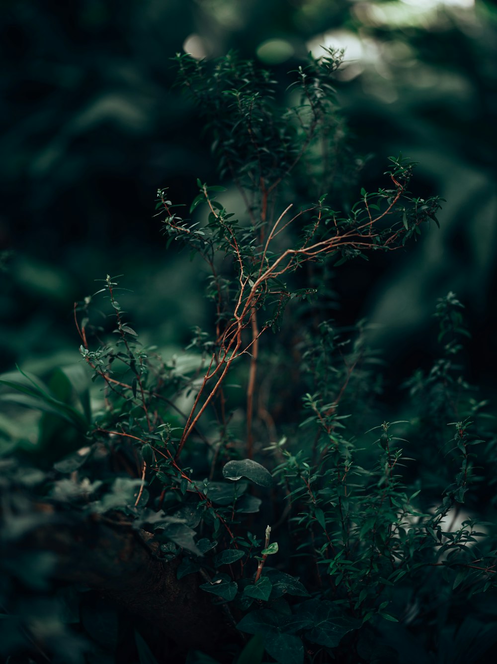 a close up of a plant